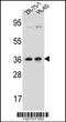 Leucine Zipper Protein 2 antibody, 56-901, ProSci, Western Blot image 