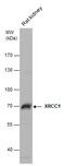X-Ray Repair Cross Complementing 1 antibody, GTX111712, GeneTex, Western Blot image 