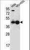 Purine Rich Element Binding Protein A antibody, LS-C162324, Lifespan Biosciences, Western Blot image 