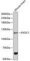 Exocyst Complex Component 1 antibody, 23-715, ProSci, Western Blot image 