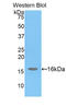 H2A Histone Family Member J antibody, LS-C294371, Lifespan Biosciences, Western Blot image 