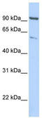 Kinesin Family Member 2A antibody, TA334725, Origene, Western Blot image 
