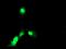 Exosome Component 7 antibody, MA5-25849, Invitrogen Antibodies, Immunocytochemistry image 