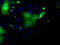 Death Associated Protein Kinase 2 antibody, CF501204, Origene, Immunofluorescence image 