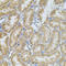 Stromelysin-2 antibody, LS-C332331, Lifespan Biosciences, Immunohistochemistry frozen image 