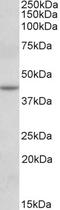N-Acetyltransferase 8 Like antibody, EB11782, Everest Biotech, Western Blot image 