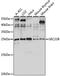SEC22L1 antibody, LS-C750328, Lifespan Biosciences, Western Blot image 