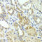 HL antibody, 23-367, ProSci, Immunohistochemistry frozen image 