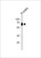 Cyclin A1 antibody, orb224050, Biorbyt, Western Blot image 
