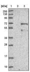 BCL2 Associated Athanogene 4 antibody, NBP1-87017, Novus Biologicals, Western Blot image 