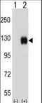 EPH Receptor B4 antibody, LS-C164379, Lifespan Biosciences, Western Blot image 