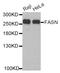 FAS antibody, STJ28195, St John