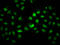 hINO80 antibody, LS-C680664, Lifespan Biosciences, Immunofluorescence image 
