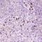 Drosha Ribonuclease III antibody, PA5-79927, Invitrogen Antibodies, Immunohistochemistry frozen image 