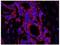 Ubiquitin carboxyl-terminal hydrolase 3 antibody, NB100-77284, Novus Biologicals, Flow Cytometry image 