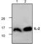 Interleukin 2 antibody, TA319036, Origene, Western Blot image 