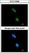 Killer Cell Immunoglobulin Like Receptor, Three Ig Domains And Long Cytoplasmic Tail 2 antibody, GTX113369, GeneTex, Immunofluorescence image 