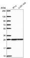 Small Nuclear Ribonucleoprotein Polypeptide B2 antibody, HPA076104, Atlas Antibodies, Western Blot image 