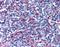 CD294 antibody, orb85069, Biorbyt, Immunohistochemistry paraffin image 