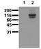 Cadherin-15 antibody, AM00011PU-N, Origene, Western Blot image 