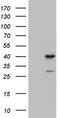 Transcription Factor B1, Mitochondrial antibody, TA804252, Origene, Western Blot image 