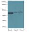Stromal Cell Derived Factor 4 antibody, A60822-100, Epigentek, Western Blot image 