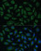 ADP Ribosylation Factor Like GTPase 1 antibody, 15-948, ProSci, Immunofluorescence image 