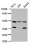 SRY-Box 4 antibody, CSB-PA022431LA01HU, Cusabio, Western Blot image 