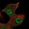 Follistatin-related protein 3 antibody, NBP2-32034, Novus Biologicals, Immunofluorescence image 