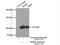 Methionyl-TRNA Synthetase antibody, 14829-1-AP, Proteintech Group, Immunoprecipitation image 