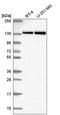 Ring Finger Protein 40 antibody, HPA054227, Atlas Antibodies, Western Blot image 