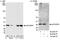 p38 mapk antibody, A300-707A, Bethyl Labs, Immunoprecipitation image 