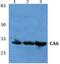 Carbonic anhydrase 6 antibody, PA5-75490, Invitrogen Antibodies, Western Blot image 