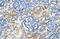 Sphingosine-1-Phosphate Receptor 5 antibody, ARP42662_P050, Aviva Systems Biology, Immunohistochemistry paraffin image 
