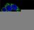 Delta Like Canonical Notch Ligand 3 antibody, F51660-0.4ML, NSJ Bioreagents, Immunohistochemistry paraffin image 