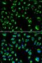 Protein Phosphatase 4 Catalytic Subunit antibody, orb48502, Biorbyt, Immunofluorescence image 