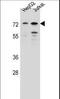 Dachshund Family Transcription Factor 2 antibody, LS-C167261, Lifespan Biosciences, Western Blot image 