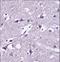 SEC22L1 antibody, LS-C168929, Lifespan Biosciences, Immunohistochemistry paraffin image 