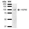 HSP90AA1 antibody, PA5-77825, Invitrogen Antibodies, Western Blot image 