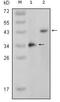 Mitogen-activated protein kinase 11 antibody, MA5-15370, Invitrogen Antibodies, Western Blot image 