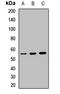 CD5 Molecule antibody, orb412504, Biorbyt, Western Blot image 