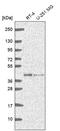 Guanosine Monophosphate Reductase 2 antibody, PA5-67012, Invitrogen Antibodies, Western Blot image 