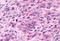 Prokineticin receptor 2 antibody, NLS3155, Novus Biologicals, Immunohistochemistry paraffin image 