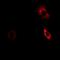 Aldo-Keto Reductase Family 7 Member A2 antibody, LS-C482275, Lifespan Biosciences, Immunofluorescence image 