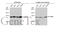 Early Endosome Antigen 1 antibody, GTX109638, GeneTex, Western Blot image 