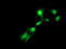 E-Tmod antibody, TA503169, Origene, Immunofluorescence image 