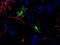 Natriuretic Peptide C antibody, M01017-2, Boster Biological Technology, Immunofluorescence image 