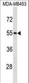 Src Kinase Associated Phosphoprotein 1 antibody, LS-C158977, Lifespan Biosciences, Western Blot image 