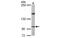 LIM And Calponin Homology Domains 1 antibody, MBS837756, MyBioSource, Western Blot image 