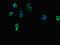 Terminal Nucleotidyltransferase 5C antibody, CSB-PA736203LA01HU, Cusabio, Immunofluorescence image 